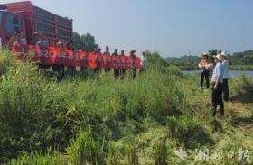 大悟：稻花香里好“丰”景 再生稻开镰收割  第2张