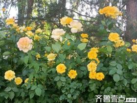 读城记*菏泽｜弄花香满衣