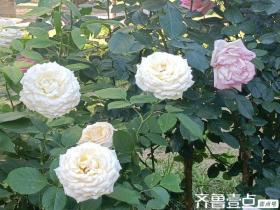 读城记*菏泽｜弄花香满衣