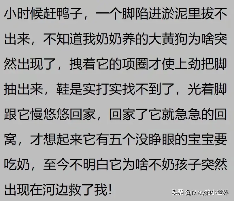 果然狗狗是最有灵性的动物！网友：救了一家子后，被专门列入祖坟