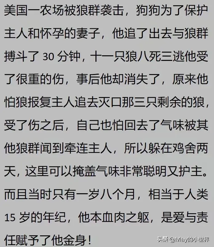 果然狗狗是最有灵性的动物！网友：救了一家子后，被专门列入祖坟  第13张