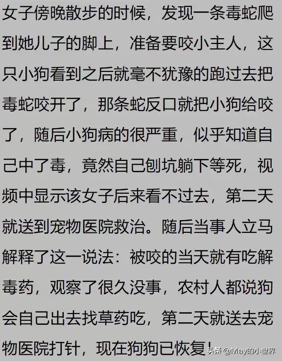 果然狗狗是最有灵性的动物！网友：救了一家子后，被专门列入祖坟  第20张