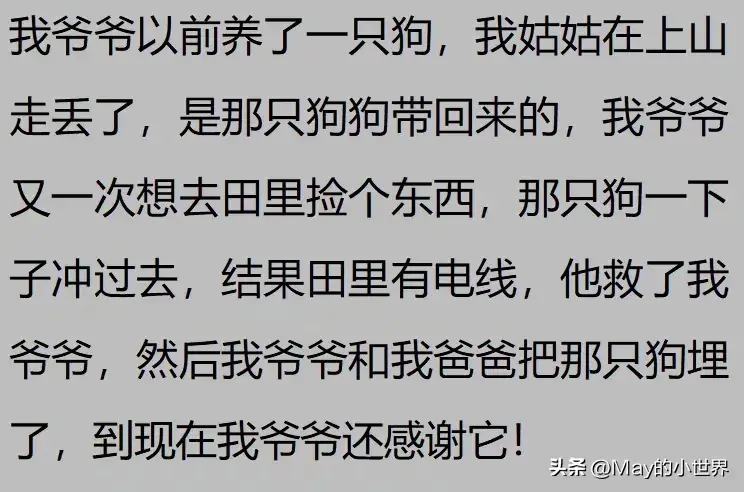 果然狗狗是最有灵性的动物！网友：救了一家子后，被专门列入祖坟  第22张