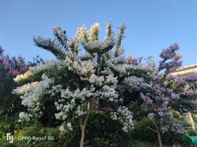 紫薇花已开 来城北体育公园Garden Walk 吧