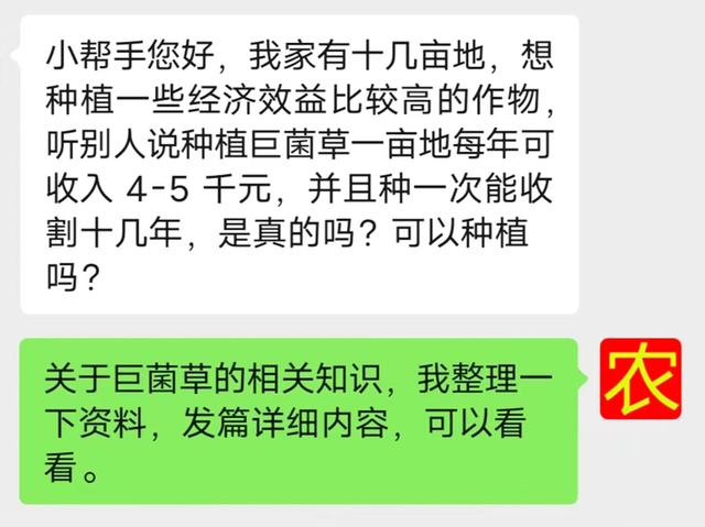 亩产30吨，株高达7米，种一次能收15年！巨菌草有什么特殊价值？ 